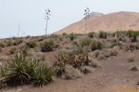 Fuerteventura  