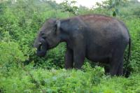 Sri Lankan elephant