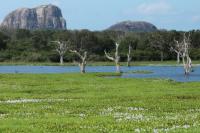 Sri Lanka Landscape