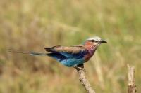 Coracias caudatus