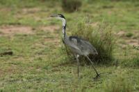 Ardea melanocephala