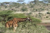 Masai giraffe