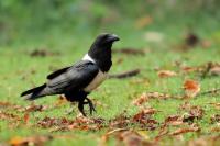 Corvus albus