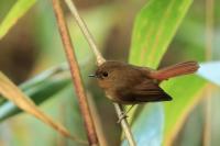 Ficedula tricolor