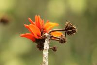 Sardinia - FLORA