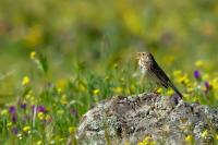 Emberiza calandra