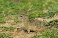 European ground squirrel