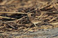 Anthus rufulus