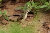 Prinia inornata