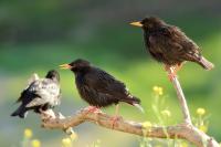 Sturnus unicolor