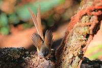 Prinia atrogularis