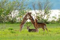 Chital