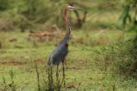 Ardea goliath