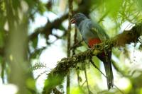 Trogon massena