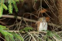 Glaucidium passerinum 