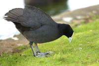 Fulica atra australis