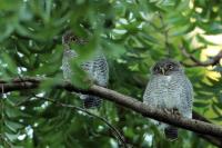 Glaucidium radiatum