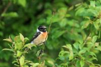 Saxicola rubicola