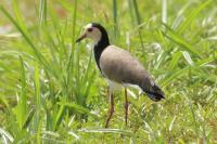 Vanellus crassirostris 