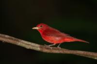 Piranga rubra