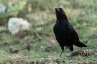 Corvus corone