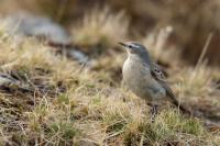 Anthus spinoletta