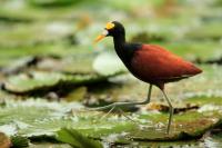 Jacana spinosa