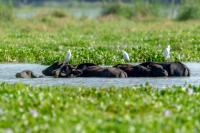 Wild water buffalo