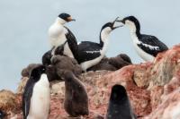 Phalacrocorax bransfieldensis