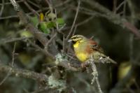 Emberiza cirlus