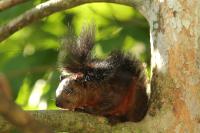 Variegated squirrel