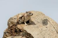 Bush hyrax