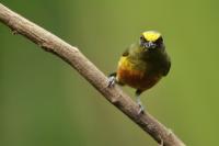 Euphonia gouldi