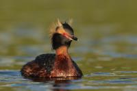 Podiceps auritus