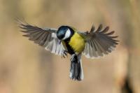 Parus major