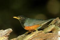 Turdus dissimilis