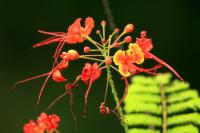 Costa Rica flowers