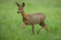 Roe deer