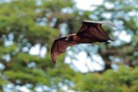 Indian flying fox