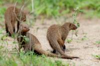 Banded mongoose