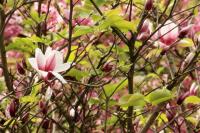 Thailand flora