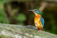 Alcedo atthis