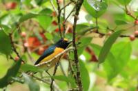 Euphonia minuta