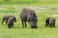 Common warthog