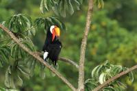 Ramphastos toco