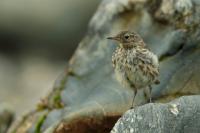 Anthus petrosus