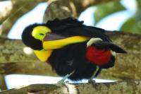 Ramphastos swainsonii