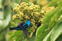 Dacnis venusta