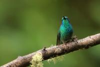 Colibri thalassinus