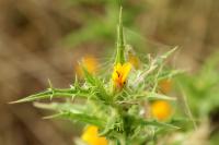 Cyprus FLORA